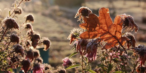 Lunární kalendář zahradnictví a zahradního domu na listopadu 2022